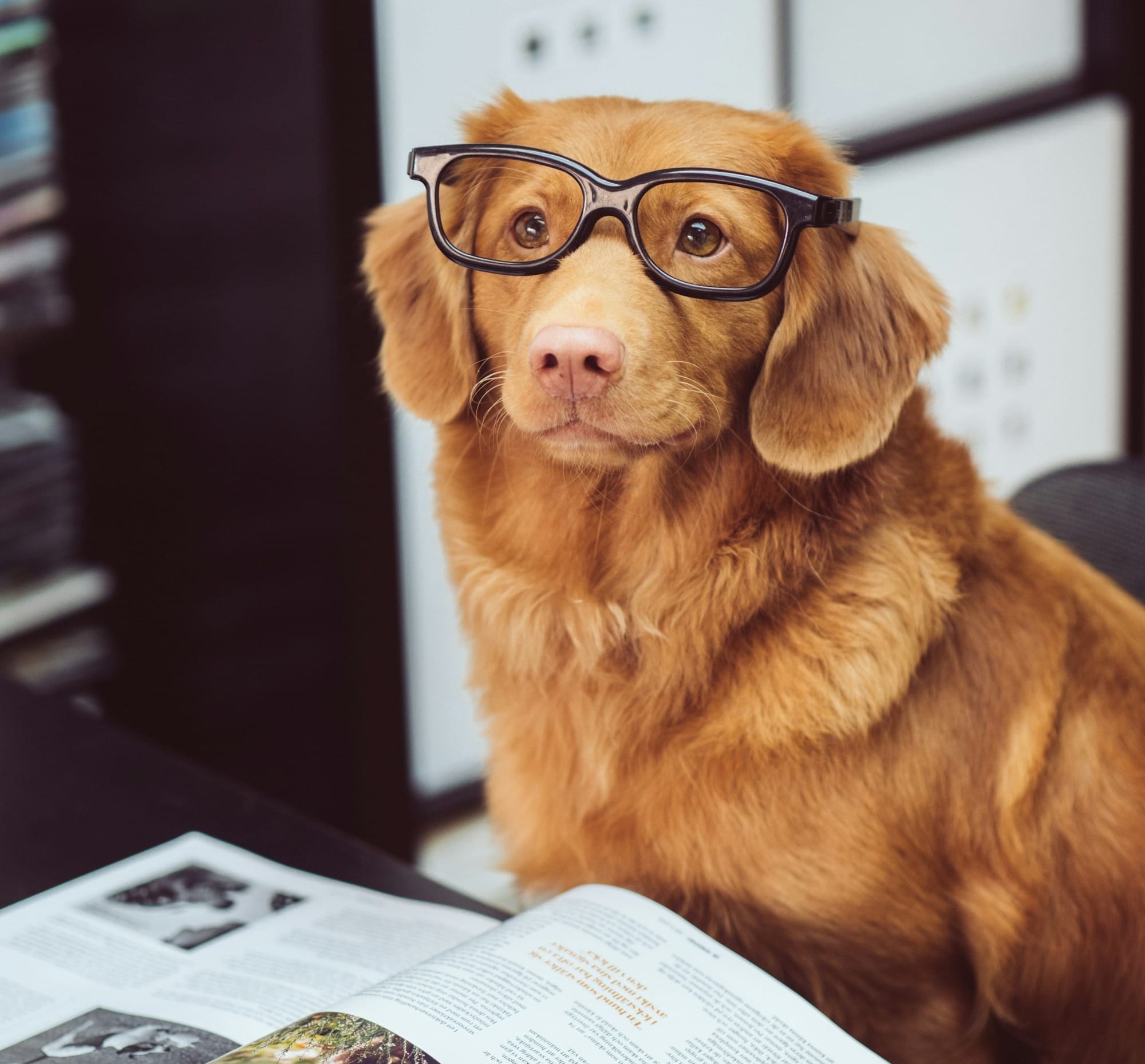dog sitting in front of book